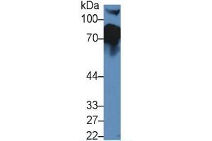 Western Blotting (WB) image for Complement Factor H (CFH) ELISA Kit (ABIN6574181)