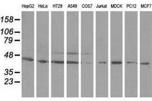 Western blot analysis of extracts (35 µg) from 9 different cell lines by using anti-ODC1 monoclonal antibody. (ODC1 抗体)
