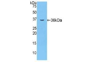 Western blot analysis of recombinant Mouse F5. (Coagulation Factor V 抗体  (AA 1863-2161))