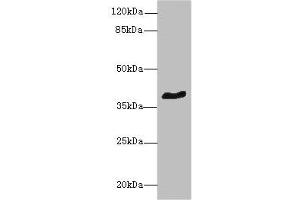 Western blot All lanes: GPR18 antibody at 8 μg/mL + Mouse brain tissue Secondary Goat polyclonal to rabbit IgG at 1/10000 dilution Predicted band size: 39 kDa Observed band size: 39 kDa (GPR18 抗体  (AA 290-331))
