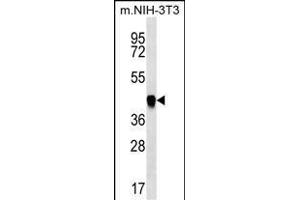 ICS Antibody (N-term) (ABIN656869 and ABIN2846073) western blot analysis in mouse NIH-3T3 cell line lysates (35 μg/lane). (PAICS 抗体  (N-Term))