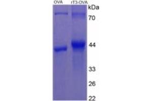 SDS-PAGE of Protein Standard from the Kit (rT3). (rT3 ELISA 试剂盒)