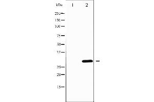 Western blot analysis of DARPP-32 phosphorylation expression in Forskolin treated COS7 whole cell lysates,The lane on the left is treated with the antigen-specific peptide. (DARPP32 抗体  (pThr75))