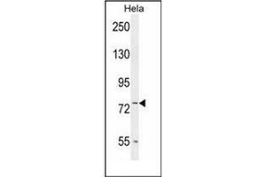 Western blot analysis of LRRC45 Antibody (C-term) in Hela cell line lysates (35ug/lane). (LRRC45 抗体  (C-Term))