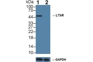 Knockout Varification: Lane 1: Wild-type U87MG cell lysate; Lane 2: LTbR knockout U87MG cell lysate; Predicted MW: 45,47kDa Observed MW: 47kDa Primary Ab: 3µg/ml Rabbit Anti-Human LTbR Antibody Second Ab: 0. (LTBR 抗体  (AA 66-215))