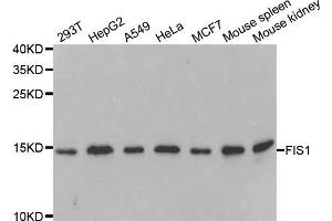 Western blot analysis of extracts of various cell lines, using FIS1 antibody. (Fission 1 抗体)