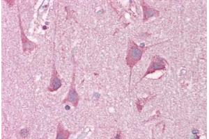 Anti-LRRTM2 antibody IHC staining of human brain, cortex. (LRRTM2 抗体  (C-Term))