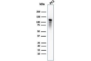 Western Blot Analysis of PC3 cell lysate using Drebrin-1 Mouse Monoclonal Antibody (DBN1/2880). (DBN1 抗体  (AA 150-281))