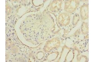 Immunohistochemistry of paraffin-embedded human kidney tissue using ABIN7163200 at dilution of 1:100 (INPP5J 抗体  (AA 60-360))