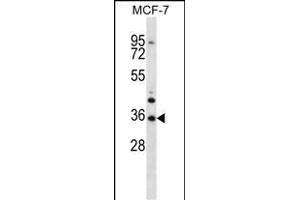 MORN3 Antibody (Center) (ABIN656878 and ABIN2846078) western blot analysis in MCF-7 cell line lysates (35 μg/lane). (MORN3 抗体  (AA 128-157))