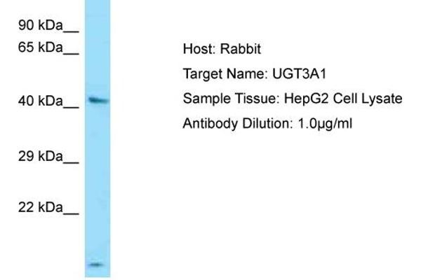 UGT3A1 抗体  (N-Term)