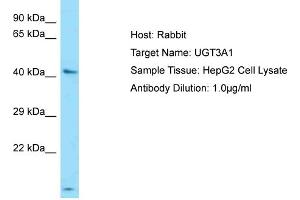 Host: Rabbit Target Name: UGT3A1 Sample Type: HepG2 Whole cell lysates Antibody Dilution: 1. (UGT3A1 抗体  (N-Term))