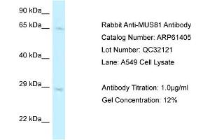 Western Blotting (WB) image for anti-MUS81 Endonuclease Homolog (MUS81) (C-Term) antibody (ABIN2788792) (MUS81 抗体  (C-Term))
