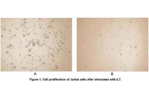 IL16 Protein (AA 1203-1332) (His tag)