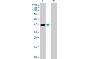 Western Blot analysis of C16orf78 expression in transfected 293T cell line by C16orf78 MaxPab polyclonal antibody. (C16orf78 抗体  (AA 1-265))