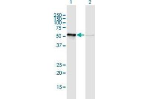 Western Blot analysis of GRWD1 expression in transfected 293T cell line by GRWD1 MaxPab polyclonal antibody. (GRWD1 抗体  (AA 1-446))
