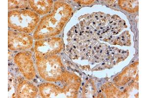 ABIN185477 (2µg/ml) staining of paraffin embedded Human Kidney.