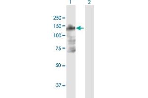 Western Blot analysis of B4GALNT3 expression in transfected 293T cell line by B4GALNT3 MaxPab polyclonal antibody. (B4GALNT3 抗体  (AA 1-998))