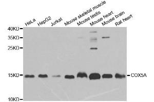 Western blot analysis of extracts of various cell lines, using COX5A antibody. (COX5A 抗体)