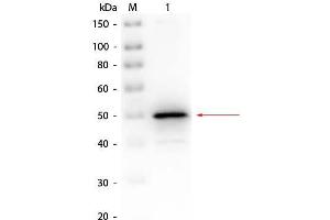 Western Blot of Rabbit anti-Alkaline Phosphatase (E. (Alkaline Phosphatase 抗体  (Biotin))