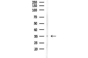 Western blot analysis of lysates from Mouse testis, using Olfactory receptor 5AP2 Antibody at 1/1000 dilution.