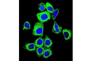 Confocal immunofluorescent analysis of TFAM Antibody (C-term) with Hela cell followed by Alexa Fluor 488-conjugated goat anti-rabbit lgG (green). (TFAM 抗体  (C-Term))