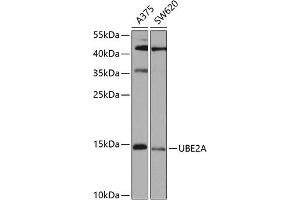 Western blot analysis of extracts of various cell lines, using UBE2A antibody (ABIN6132760, ABIN6149782, ABIN6149784 and ABIN6223686) at 1:1000 dilution. (UBE2A 抗体  (AA 1-152))