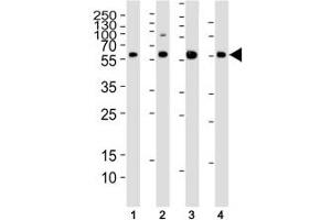 Western blot analysis of lysate from (1) HT-1080, (2) HUVEC, (3) mouse C2C12 cell line and (4) rat liver tissue using SMAD1 antibody at 1:1000.