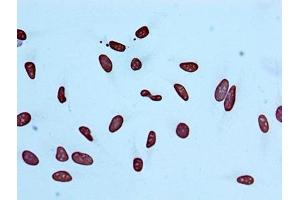 Immunocytochemistry analysis of ABIN7127271 diluted at 1:100 and staining in Hela cells performed on a Leica BondTM system. (Recombinant HIST1H4A 抗体  (acLys56))
