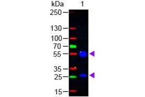 Western Blot of Rabbit anti-Goat IgG (H&L) Antibody Fluorescein Conjugated Lane 1: Goat IgG Load: 50 ng per lane Secondary antibody: Goat IgG (H&L) Antibody Fluorescein Conjugated at 1:1,000 for 60 min at RT Block: ABIN925618 for 30 min at RT Predicted/Observed size: 55 and 28 kDa, 55 and 28 kDa (兔 anti-山羊 IgG (Heavy & Light Chain) Antibody (FITC) - Preadsorbed)