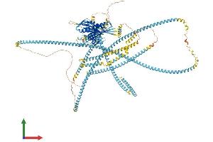 AlphaFold protein structure predicition of Mouse Recombinant Kif15 Protein, UniprotID Q6P9L6 (KIF15 Protein (AA 1-1387) (His tag))
