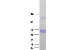 Western Blotting (WB) image for Hydroxyacid Oxidase 2 (HAO2) (Transcript Variant 2) protein (Myc-DYKDDDDK Tag) (ABIN2723147)