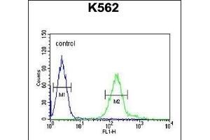 RDH16 Antibody (N-term) (ABIN651647 and ABIN2840343) flow cytometric analysis of K562 cells (right histogram) compared to a negative control cell (left histogram). (RDH16 抗体  (N-Term))