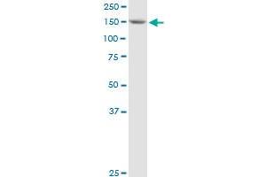 BAT3 MaxPab polyclonal antibody. (BAT3 抗体  (AA 1-1126))