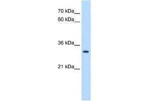 DBX2 antibody used at 0. (DBX2 抗体  (N-Term))