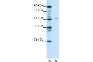 WB Suggested Anti-NFIX Antibody Titration:  0. (NFIX 抗体  (Middle Region))