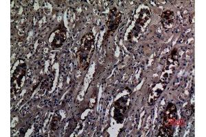 Immunohistochemistry (IHC) analysis of paraffin-embedded Human Kidney, antibody was diluted at 1:100. (RHCG 抗体  (Internal Region))