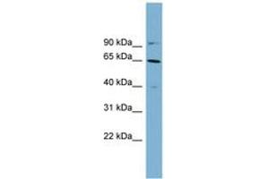 Image no. 1 for anti-Keratin 84 (KRT84) (AA 215-264) antibody (ABIN6743831) (Keratin 84 抗体  (AA 215-264))