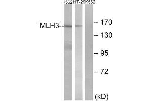 Western Blotting (WB) image for anti-MutL Homolog 3 (MLH3) (Internal Region) antibody (ABIN1850478) (MLH3 抗体  (Internal Region))