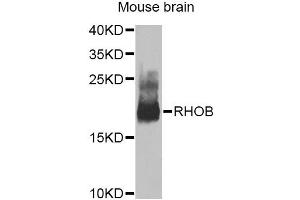 Western blot analysis of extracts of mouse brain, using RHOB Antibody (ABIN5975835) at 1/1000 dilution. (RHOB 抗体)