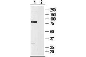 Western blot analysis of HCN3 in rat brain lysate: - 1. (HCN3 抗体  (Intracellular))