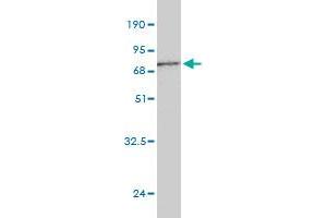 Western Blot detection against Immunogen (66. (Biglycan 抗体  (AA 1-368))