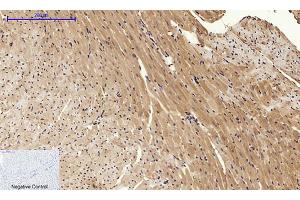 Immunohistochemical analysis of paraffin-embedded mouse heart tissue. (Calnexin 抗体)
