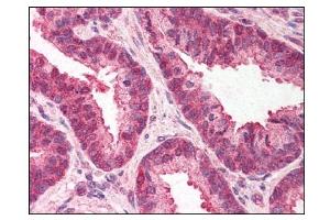Image no. 1 for anti-Transmembrane Emp24-Like Trafficking Protein 10 (TMED10) (C-Term) antibody (ABIN303302) (TMED10 抗体  (C-Term))