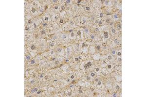 Immunohistochemistry (IHC) image for anti-Potassium Voltage-Gated Channel, KQT-Like Subfamily, Member 1 (KCNQ1) (AA 250-549) antibody (ABIN3023121) (KCNQ1 抗体  (AA 250-549))