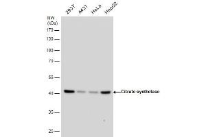 Western Blotting (WB) image for anti-Citrate Synthase (CS) antibody (ABIN2856769)