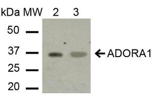 ADORA1 antibody  (C-Term) (HRP)