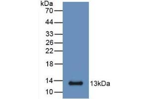Western Blot; Sample: Recombinant S100A6, Mouse. (S100A6 抗体  (AA 1-89))