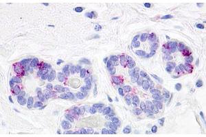 Image no. 1 for anti-G Protein-Coupled Receptor 52 (GPR52) (Cytoplasmic Domain) antibody (ABIN1048835) (GPR52 抗体  (Cytoplasmic Domain))