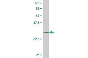 Western Blot detection against Immunogen (37. (DUSP9 抗体  (AA 174-278))
